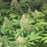 Семена марихуаны  Skunk #1 feminised Ganja Seeds