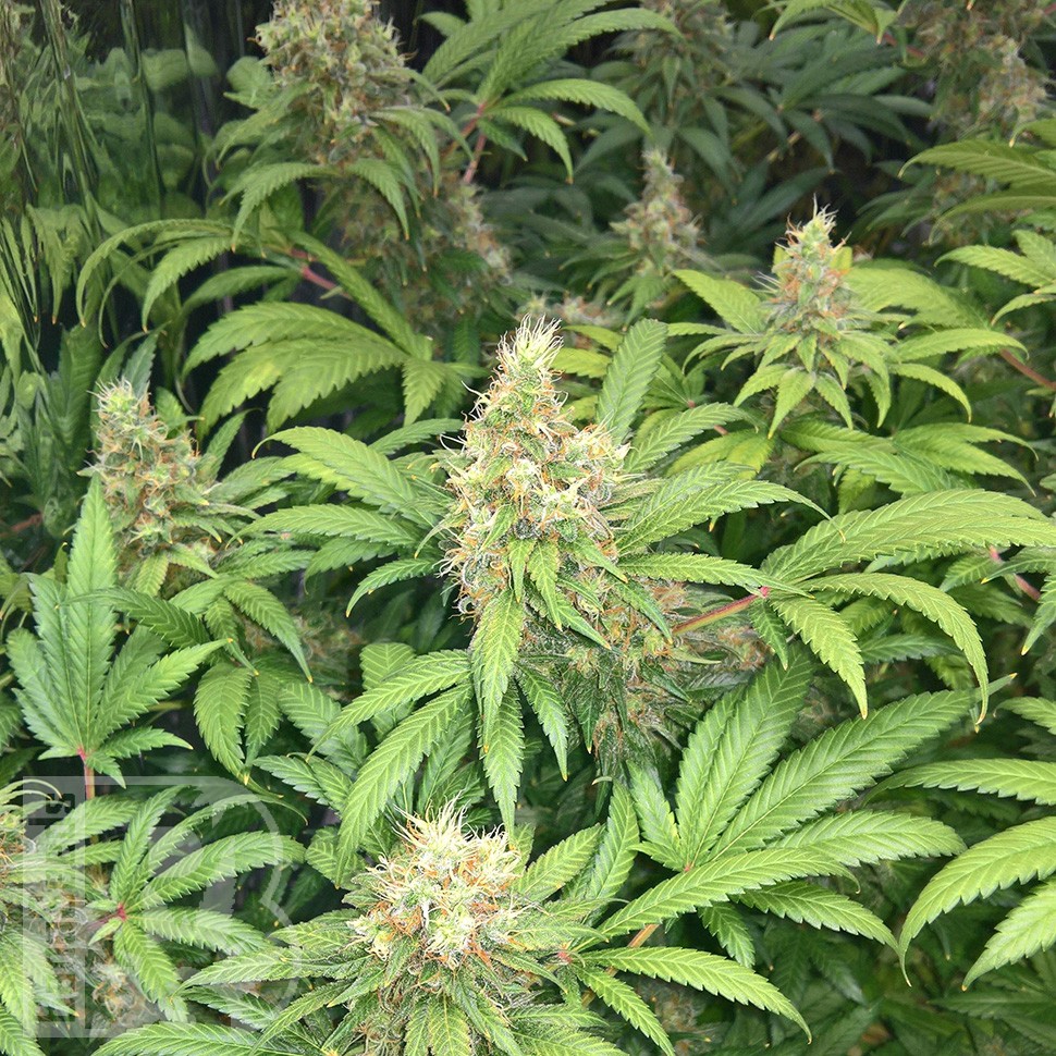 Семена марихуаны  Skunk #1 feminised Ganja Seeds
