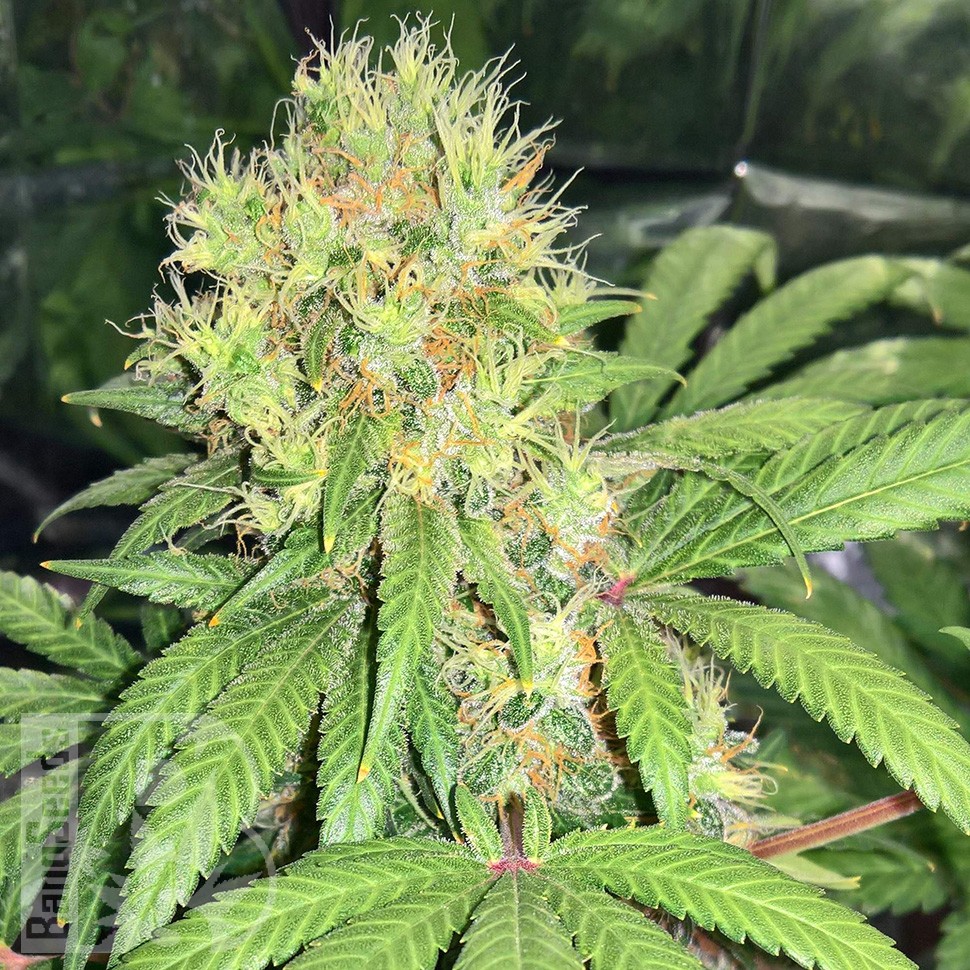 Семена марихуаны  Skunk #1 feminised Ganja Seeds