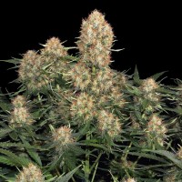 Skunk #1 feminised Ganja Seeds