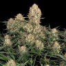 Семена марихуаны  Skunk #1 feminised Ganja Seeds