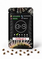 Auto Critical + feminised Ganja Seeds
