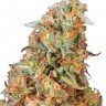 Семена каннабиса  Power Plant feminised Ganja Seeds