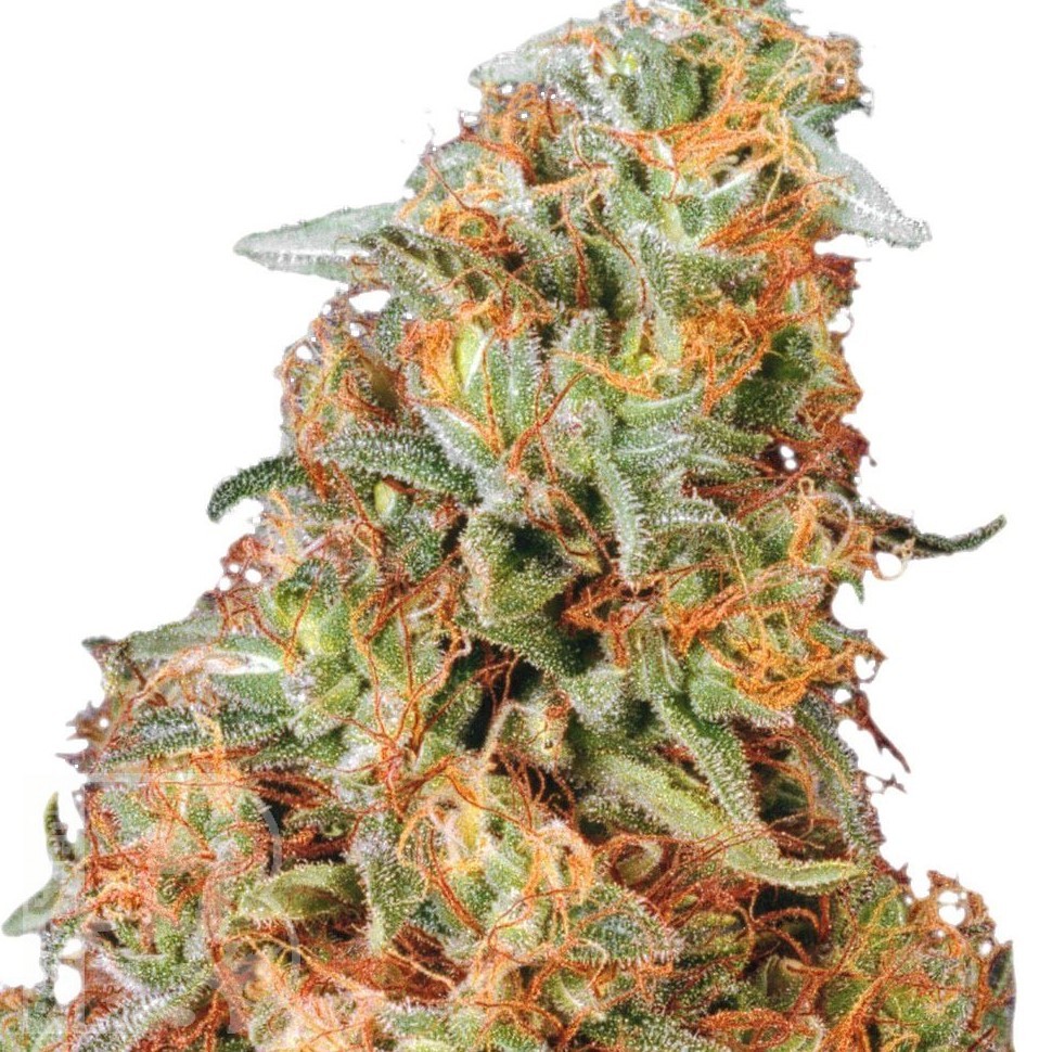 Семена каннабиса  Power Plant feminised Ganja Seeds