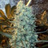 Семена каннабиса  Power Plant feminised Ganja Seeds