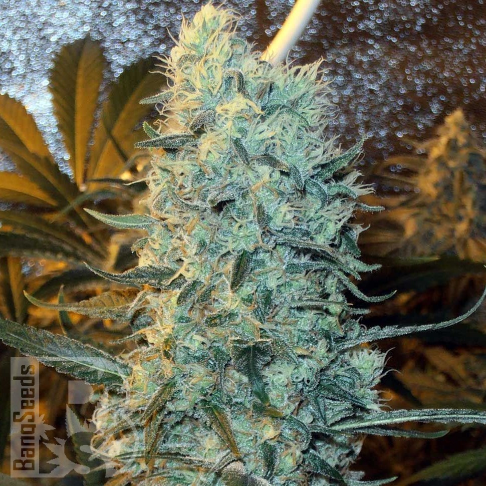 Семена каннабиса Power Plant feminised Ganja Seeds