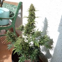 Auto Heaven feminised Victory Seeds