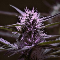 Skunk x Early Skunk feminised Ganja Seeds