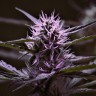 Семена конопли  Skunk x Early Skunk feminised Ganja Seeds