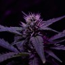 Семена конопли  Skunk x Early Skunk feminised Ganja Seeds