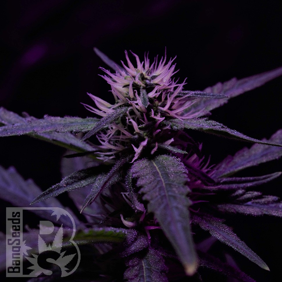Семена конопли  Skunk x Early Skunk feminised Ganja Seeds