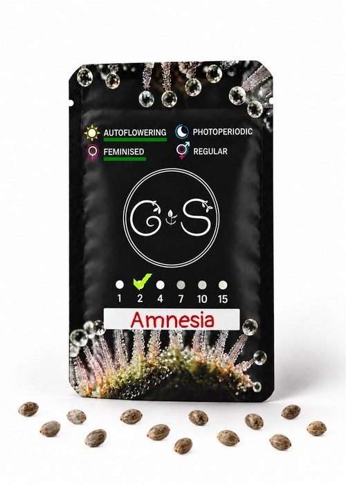 Семена  Auto Amnesia feminised Ganja Seeds