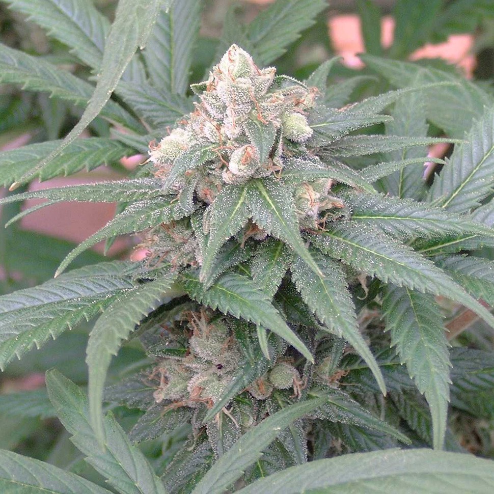 Семена каннабиса  Skunk #11 feminised Ganja Seeds