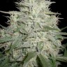 Семена каннабиса  Skunk #11 feminised Ganja Seeds