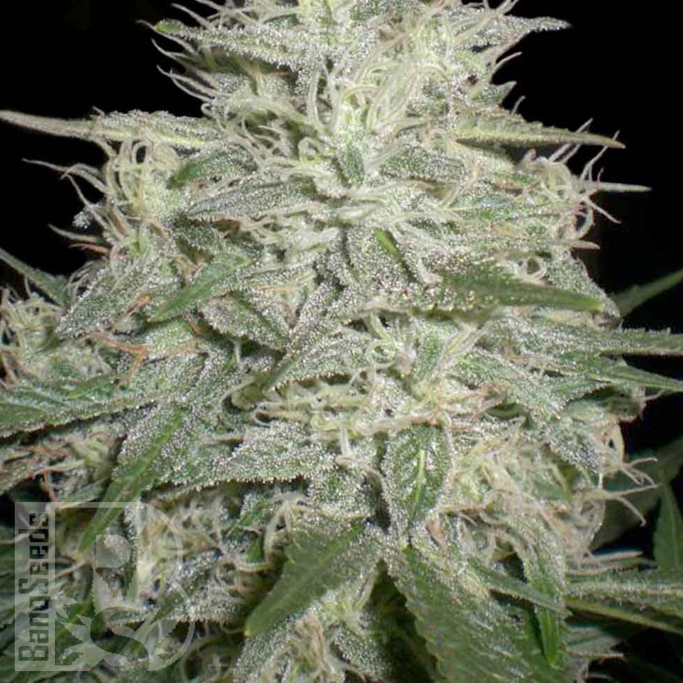 Семена каннабиса  Skunk #11 feminised Ganja Seeds