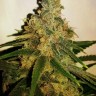 Семена каннабиса  Skunk #11 feminised Ganja Seeds