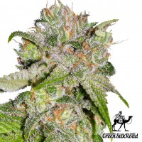 Auto Sweet Tooth feminised Green Silk Road Seeds
