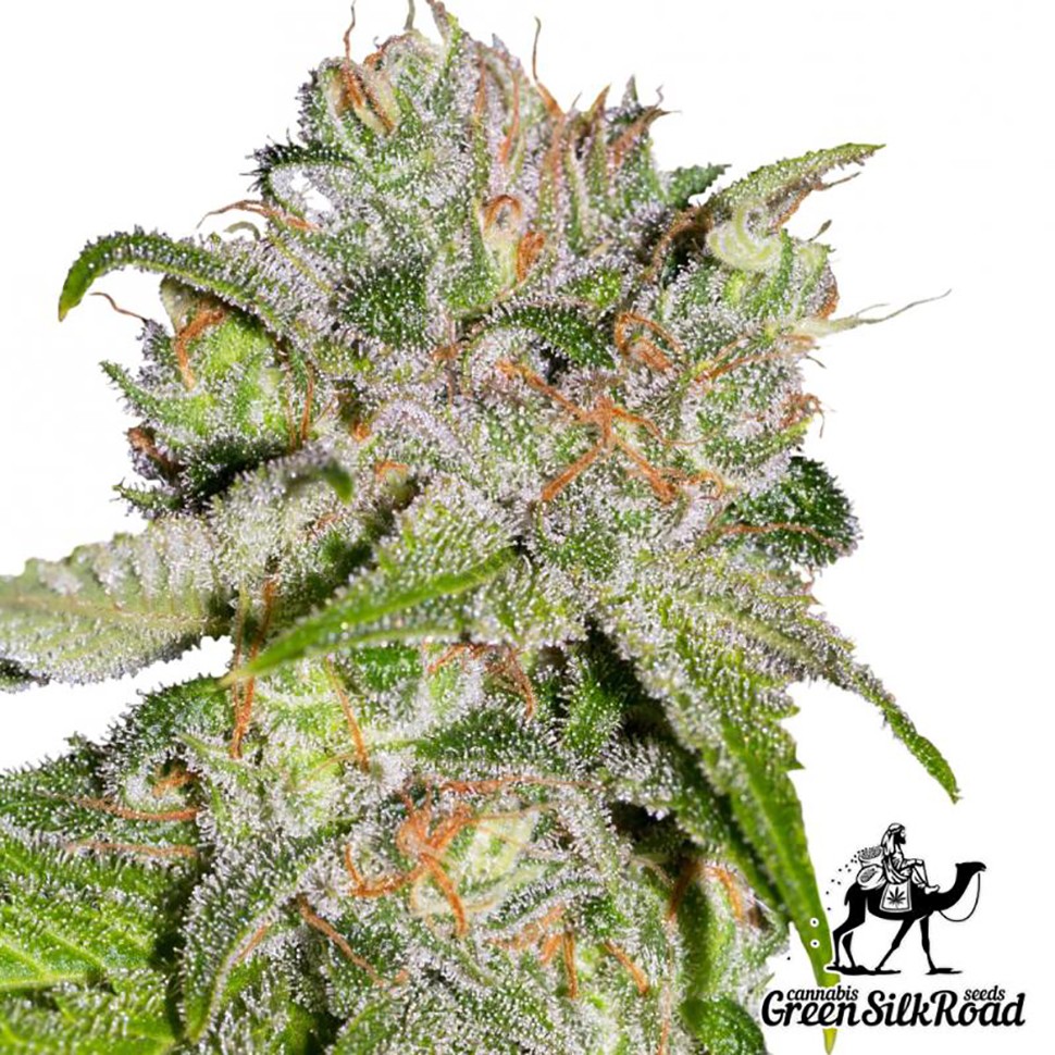 Семена ганжа Auto Sweet Tooth feminised Green Silk Road Seeds