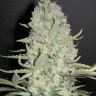 Narkush feminised Ganja Seeds