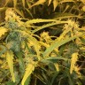 Семена марихуаны  Auto Lowryder #2 feminised Ganja Seeds