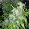 Семена марихуаны  Auto Lowryder #2 feminised Ganja Seeds