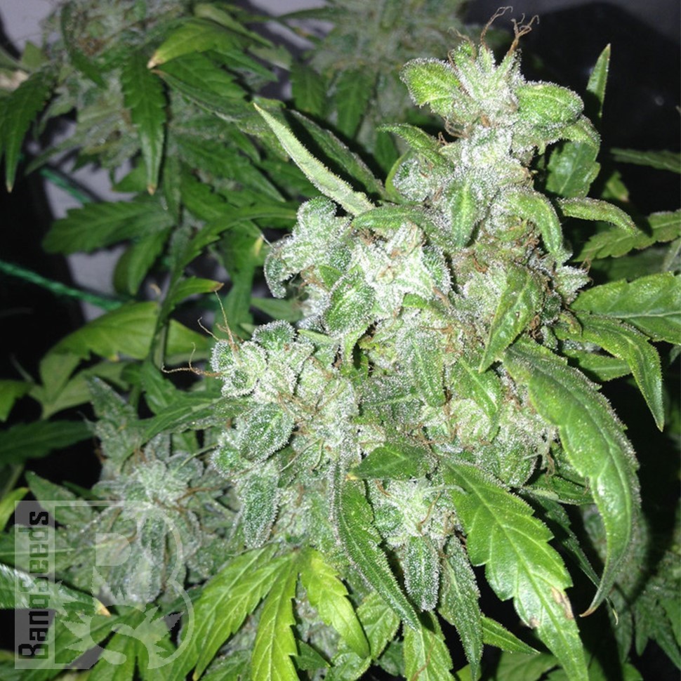 Семена марихуаны  Auto Lowryder #2 feminised Ganja Seeds