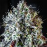 Семена марихуаны  Auto Lowryder #2 feminised Ganja Seeds