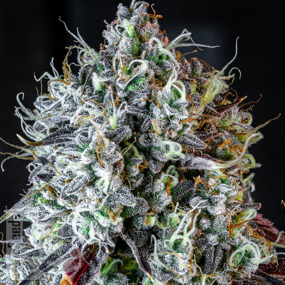 Семена марихуаны  Auto Lowryder #2 feminised Ganja Seeds