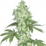 Семена марихуаны  Auto Lowryder #2 feminised Ganja Seeds