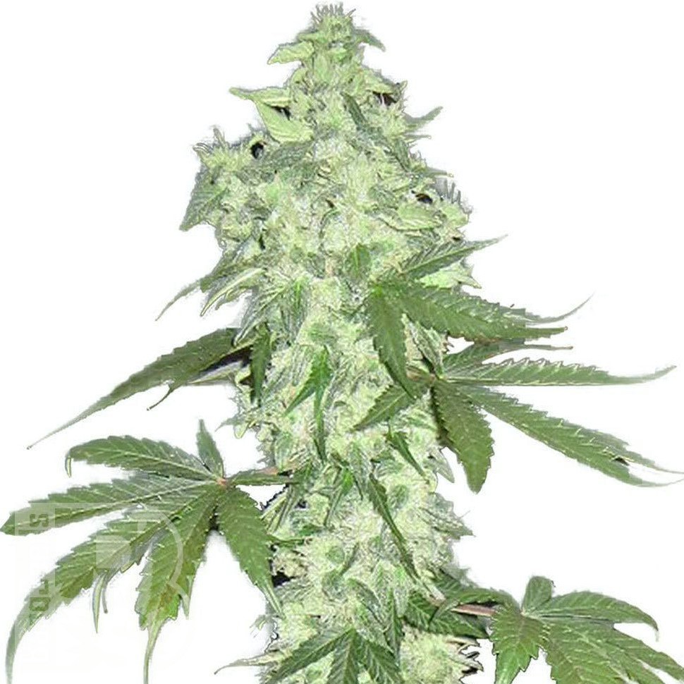 Семена марихуаны  Auto Lowryder #2 feminised Ganja Seeds