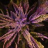 Семена марихуаны  Auto Lowryder #2 feminised Ganja Seeds