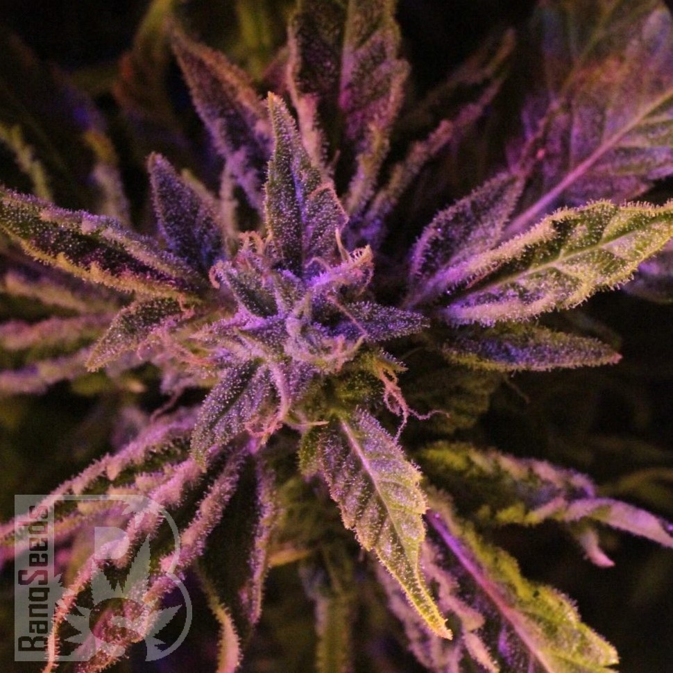 Семена марихуаны  Auto Lowryder #2 feminised Ganja Seeds
