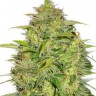 Семена марихуаны  Auto Lowryder #2 feminised Ganja Seeds