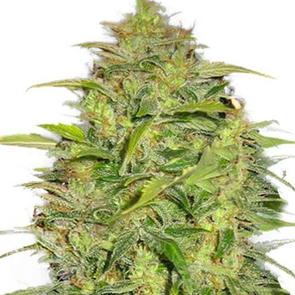 Семена марихуаны  Auto Lowryder #2 feminised Ganja Seeds