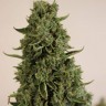 Семена марихуаны  Auto Lowryder #2 feminised Ganja Seeds
