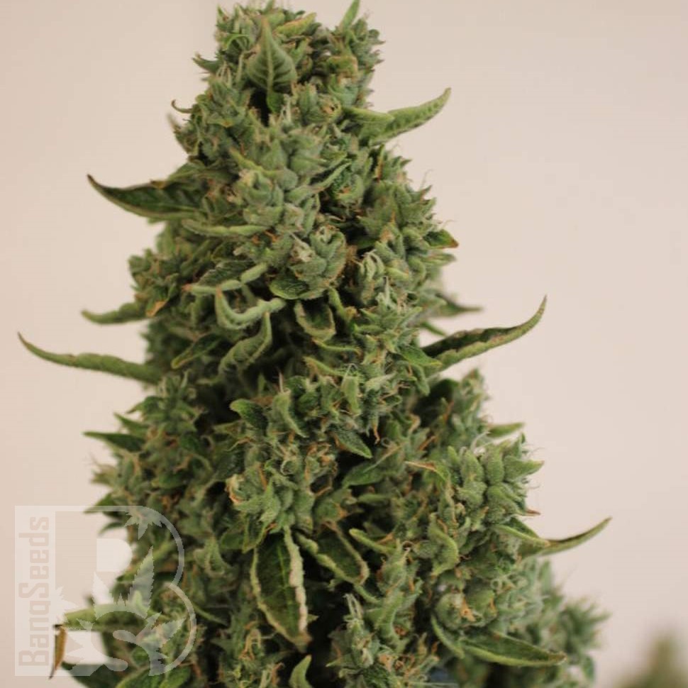 Семена марихуаны  Auto Lowryder #2 feminised Ganja Seeds