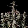 Семена марихуаны  Auto Lowryder #2 feminised Ganja Seeds