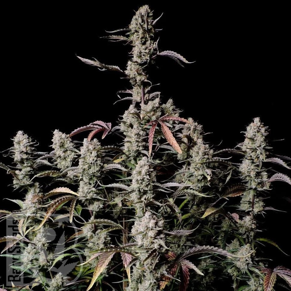 Семена марихуаны  Auto Lowryder #2 feminised Ganja Seeds