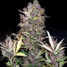 Семена марихуаны  Auto Lowryder #2 feminised Ganja Seeds