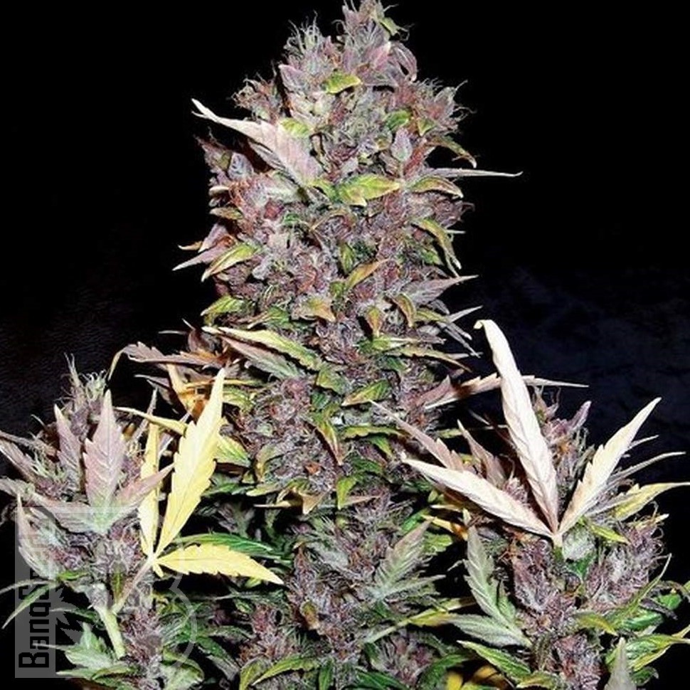 Семена марихуаны  Auto Lowryder #2 feminised Ganja Seeds