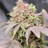 Семена марихуаны  Auto Lowryder #2 feminised Ganja Seeds