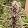 Семена марихуаны  Auto Lowryder #2 feminised Ganja Seeds