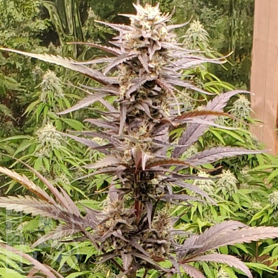 Семена марихуаны  Auto Lowryder #2 feminised Ganja Seeds