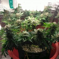 Auto Betty Boo feminised Ganja Seeds