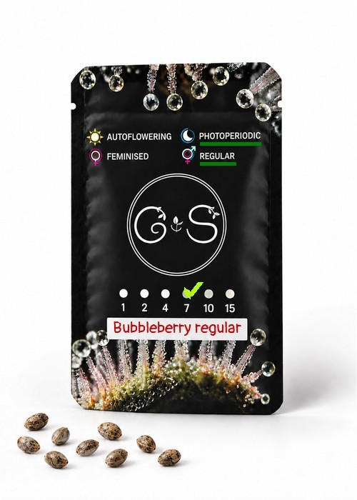 Семена каннабиса  Bubbleberry regular Ganja Seeds