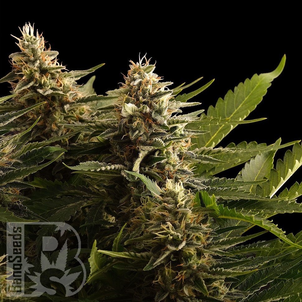 Семена каннабиса  Bubbleberry regular Ganja Seeds