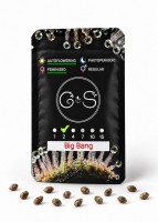 Auto Big Bang feminised Ganja Seeds
