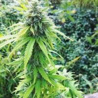 Auto Big Bang feminised Ganja Seeds