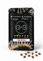 Big Bang feminised Ganja Seeds