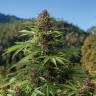 Семена марихуаны  Northern Soul feminised Ganja Seeds